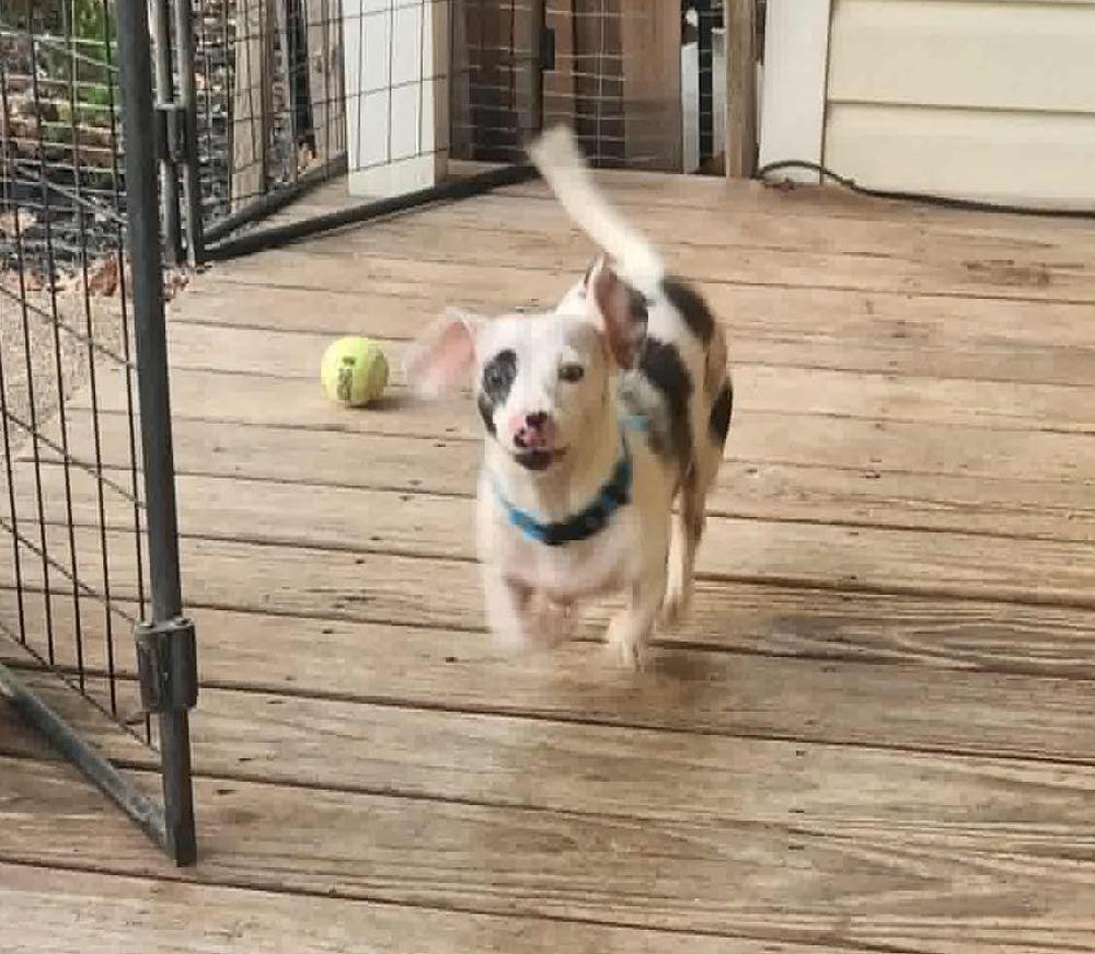 Scout, Adoptable, Adult Male Dachshund.