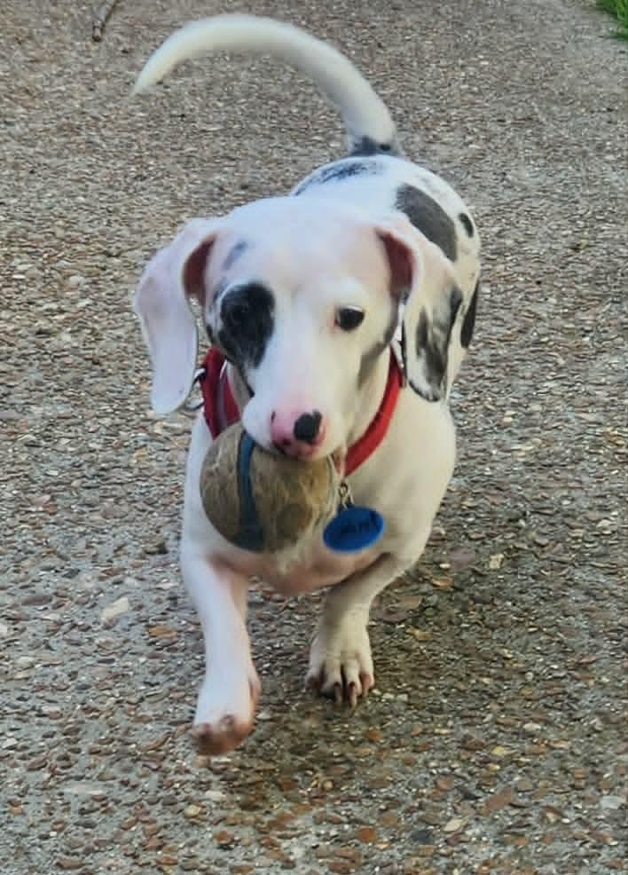 Enlarge Scout, a Adoptable Dachshund in Troy, IL image 3/4