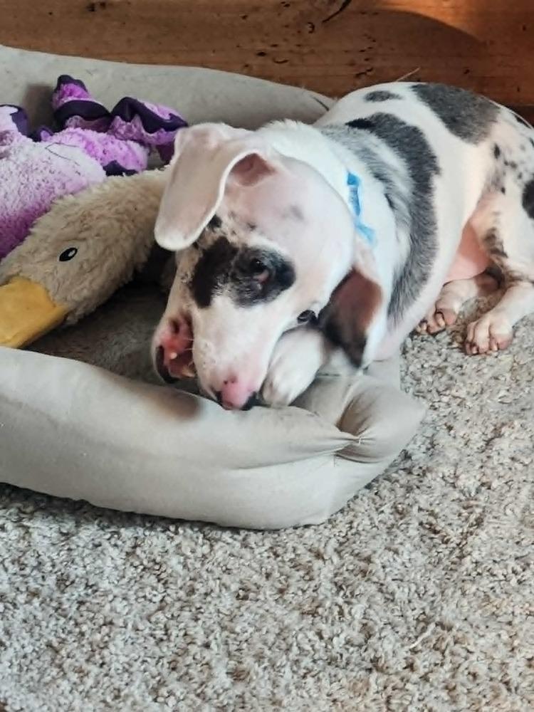 Enlarge Scout, a Adoptable Dachshund in Troy, IL image 4/4