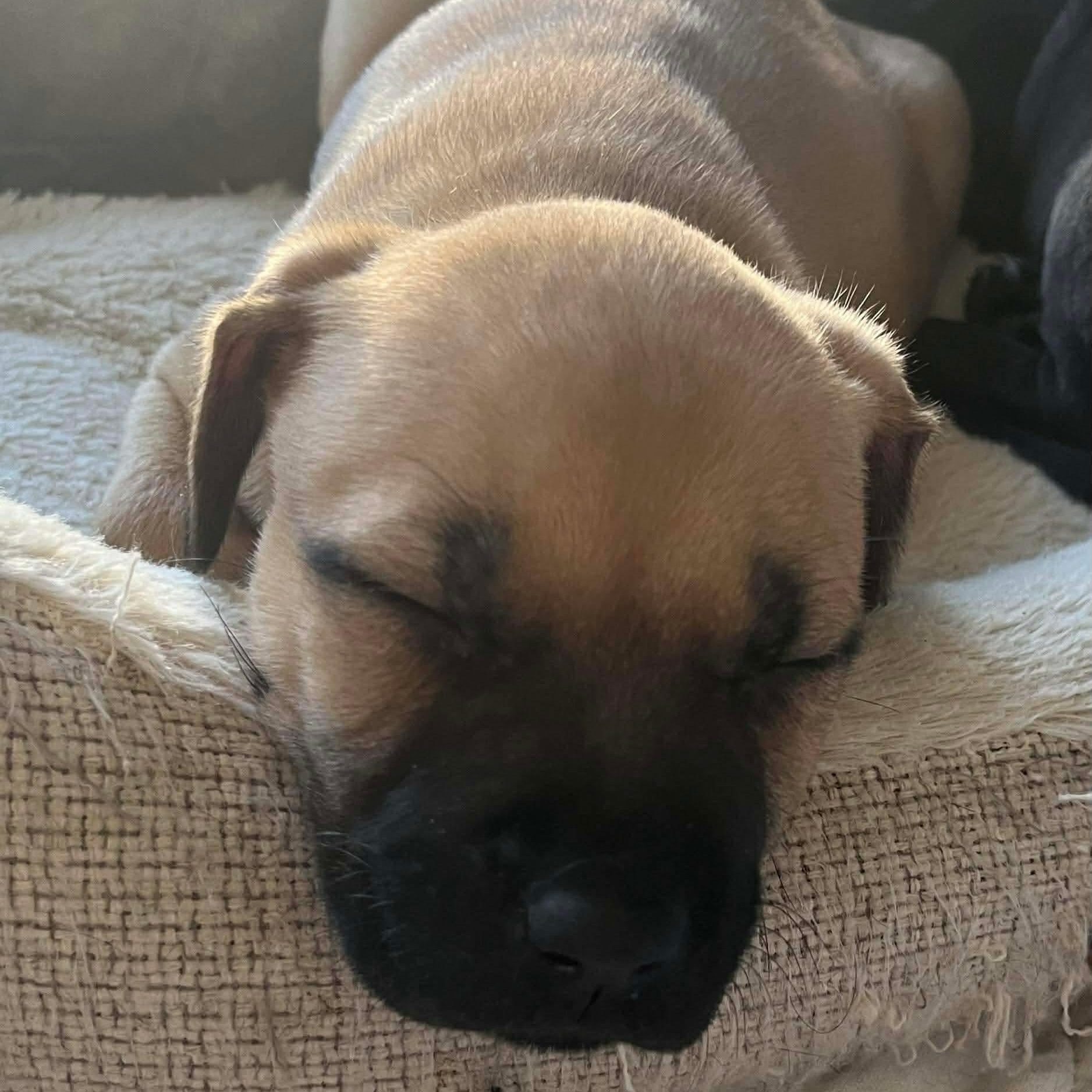 Enlarge Helen, a Adoptable mixed breed in O'Fallon, MO image 2/3