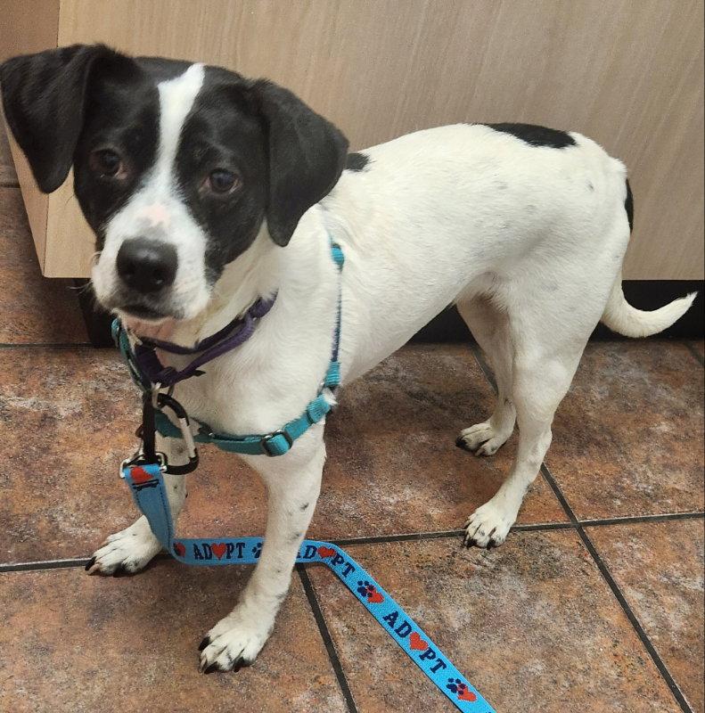 Enlarge Minnie *Adopt*, a Adoptable Beagle in Fairfax, VA image 1/3