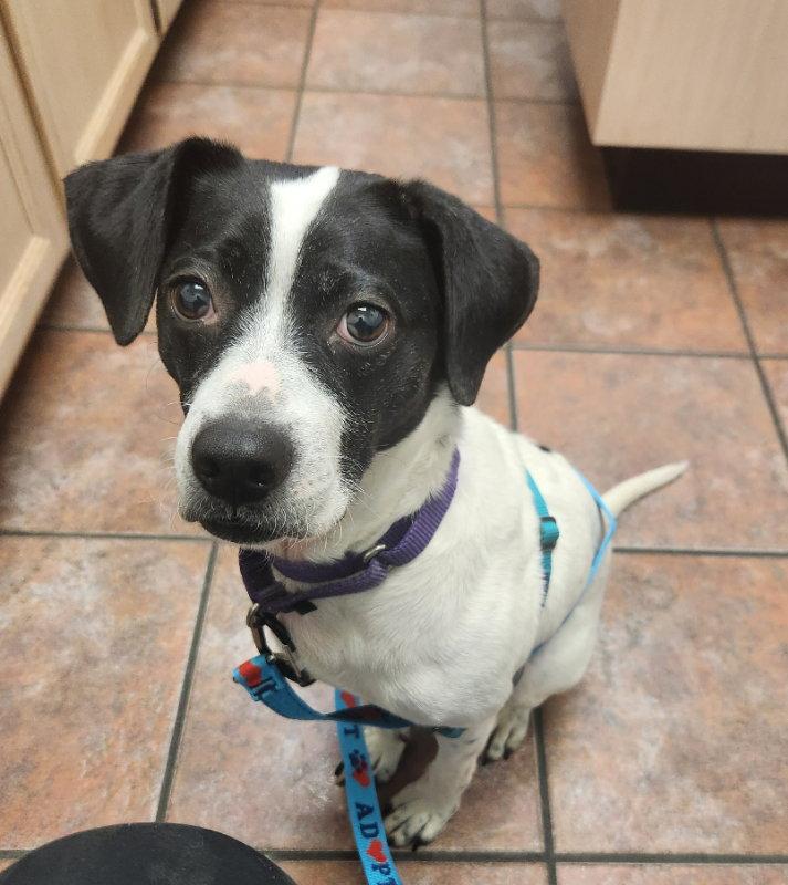 Enlarge Minnie *Adopt*, a Adoptable Beagle in Fairfax, VA image 2/3