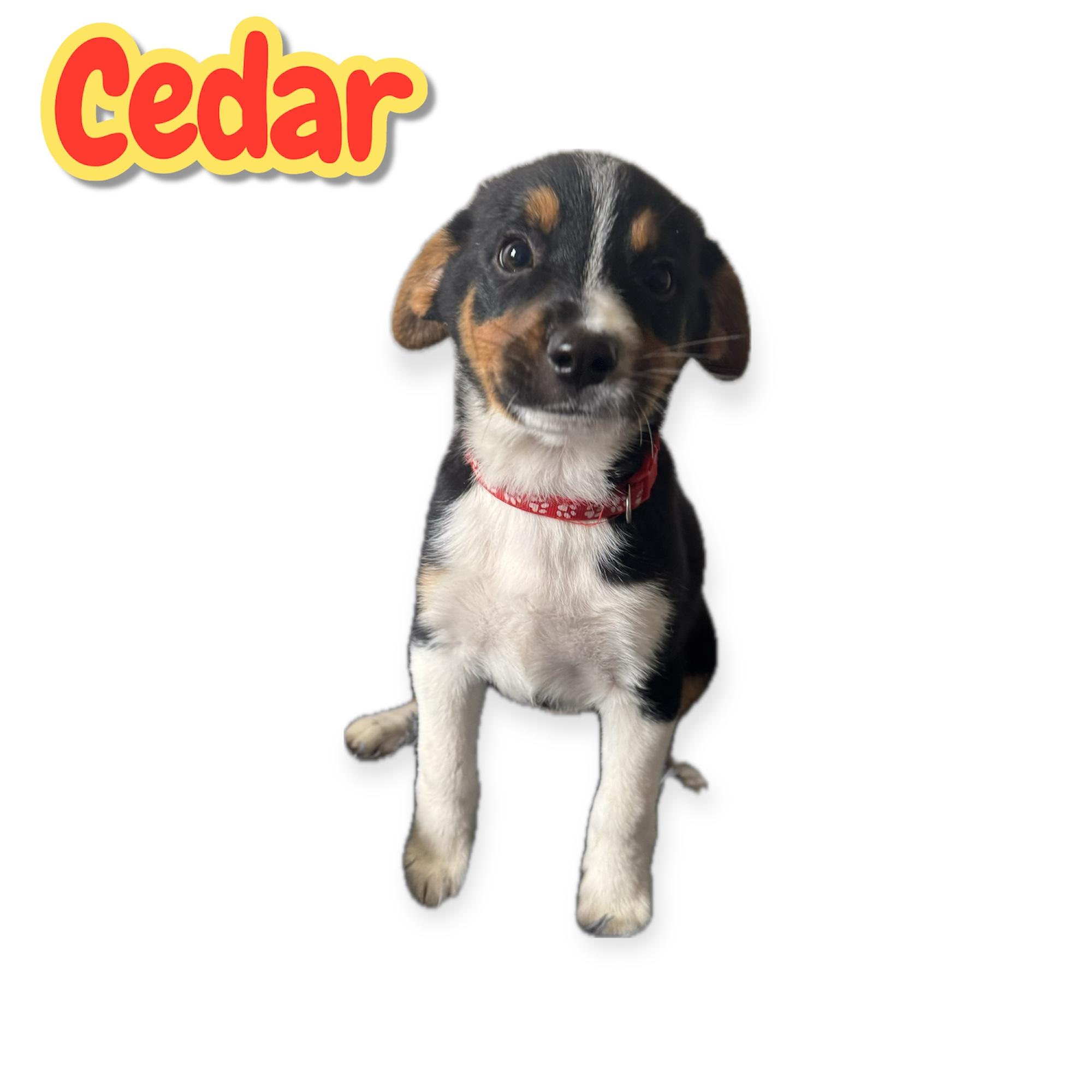 Enlarge Cedar, a Adoptable mixed breed in Arlington, TX image 1/1