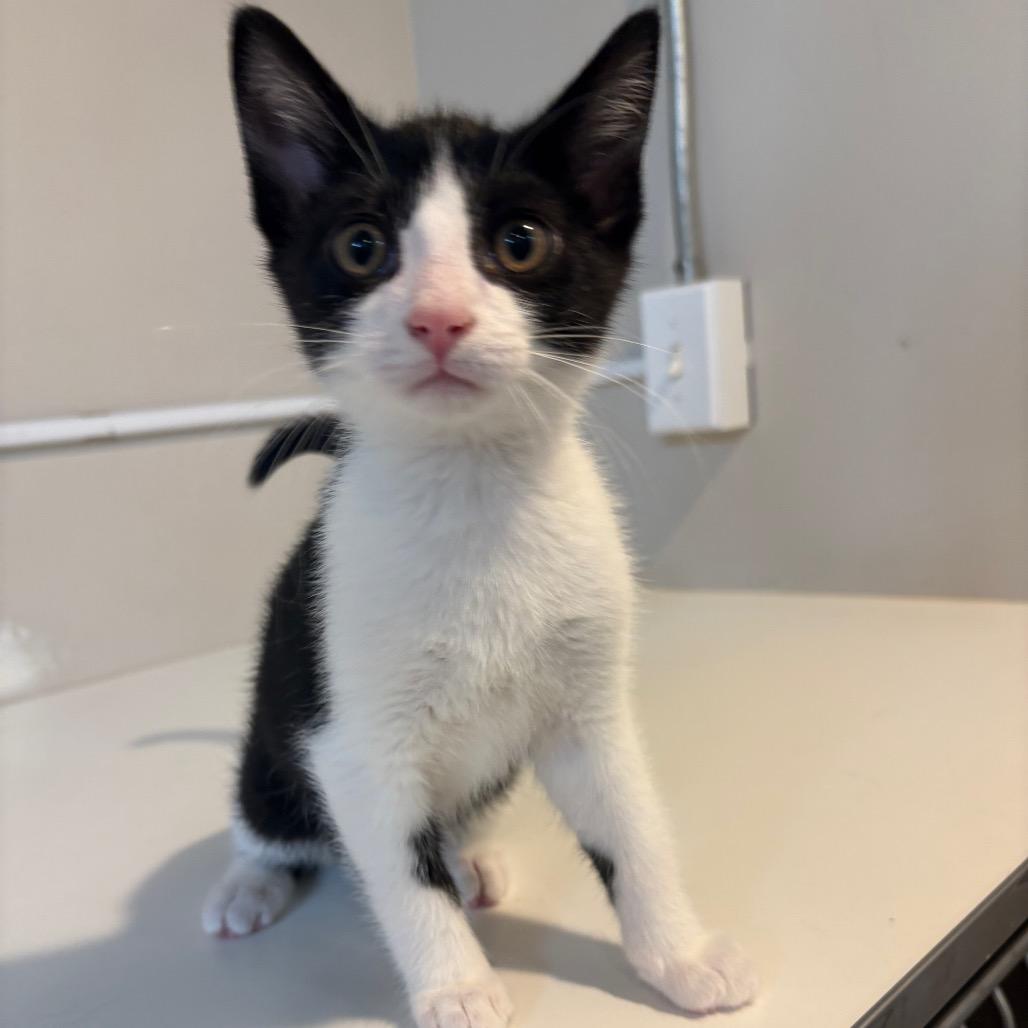Phineas, Baby Male unknown