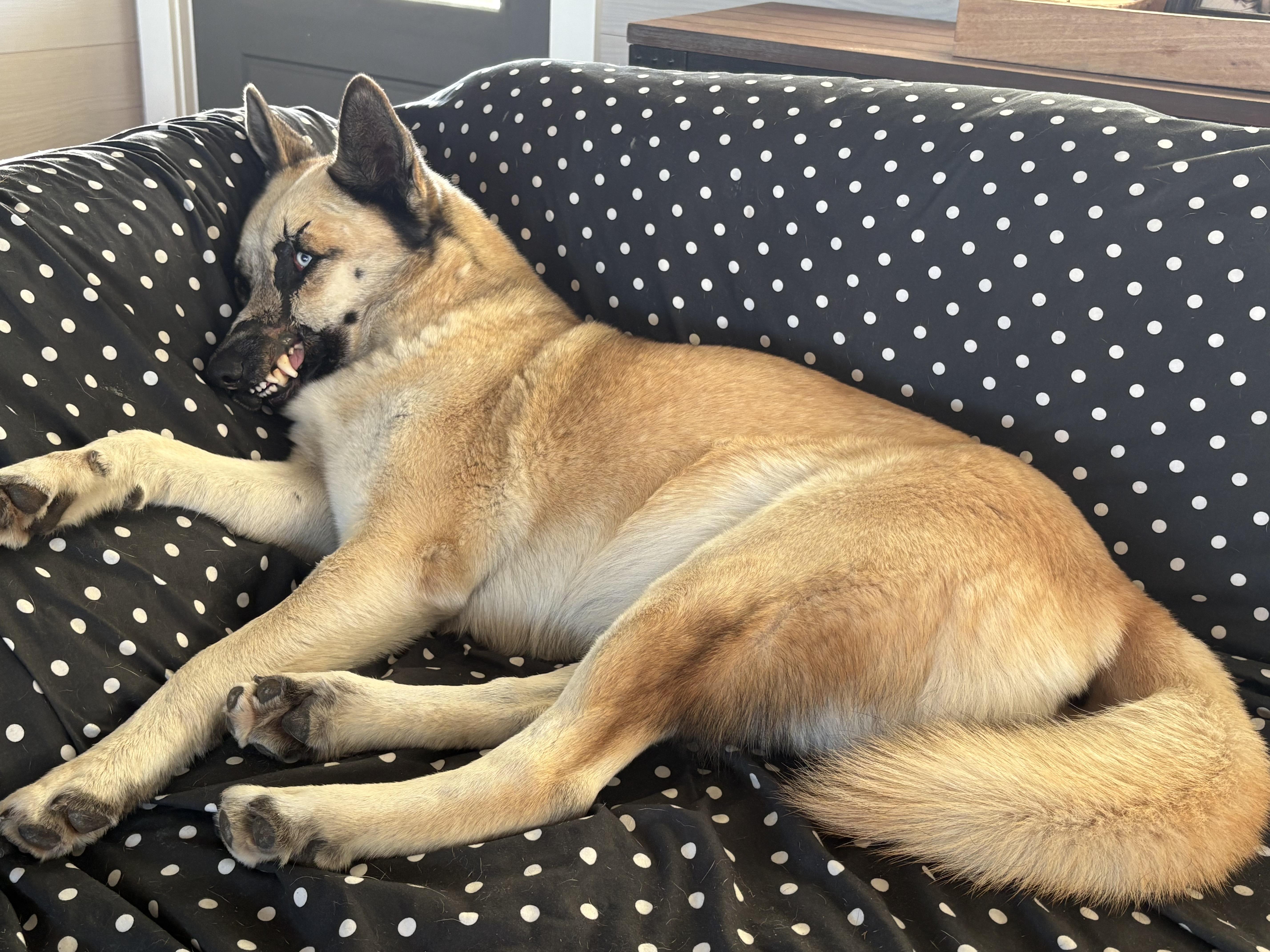 Enlarge Kiera, a ADOPTABLE mixed breed in West Islip, NY image 6/6