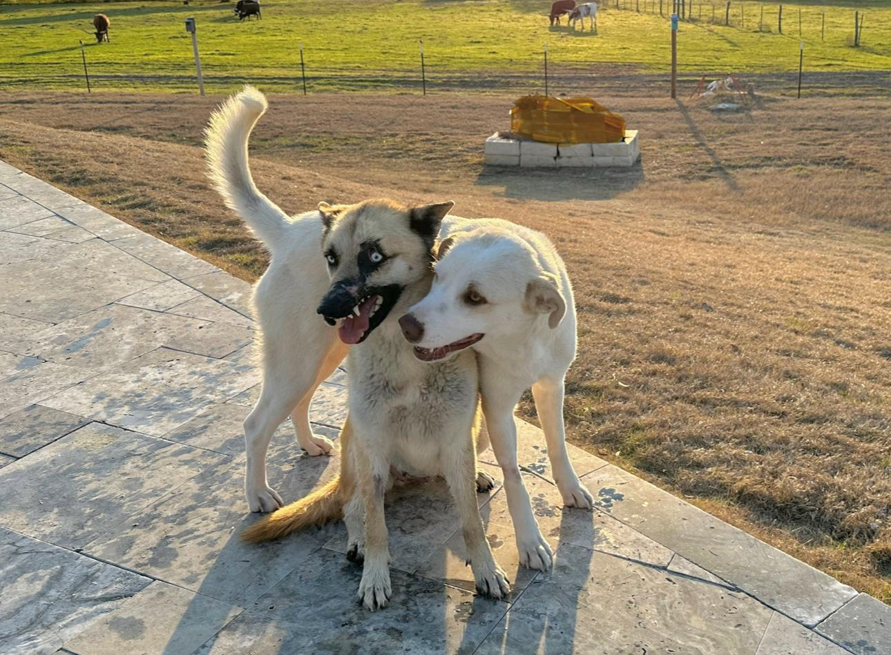 Enlarge Kiera, a ADOPTABLE mixed breed in West Islip, NY image 3/6