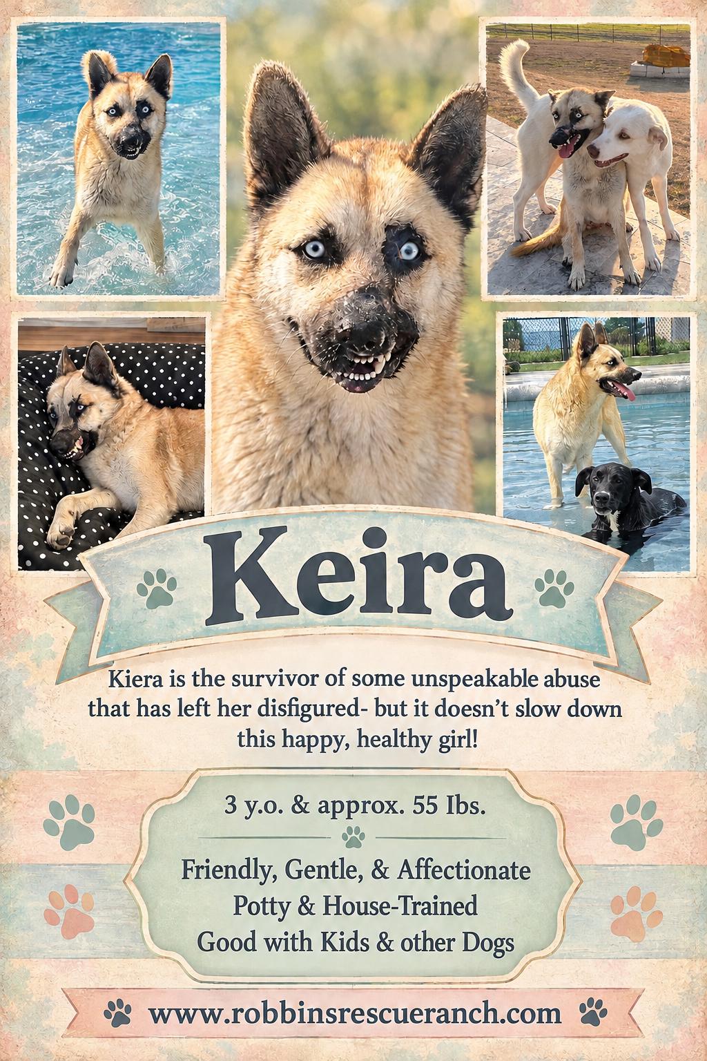 Enlarge Kiera, a Adoptable mixed breed in West Islip, NY image 1/6
