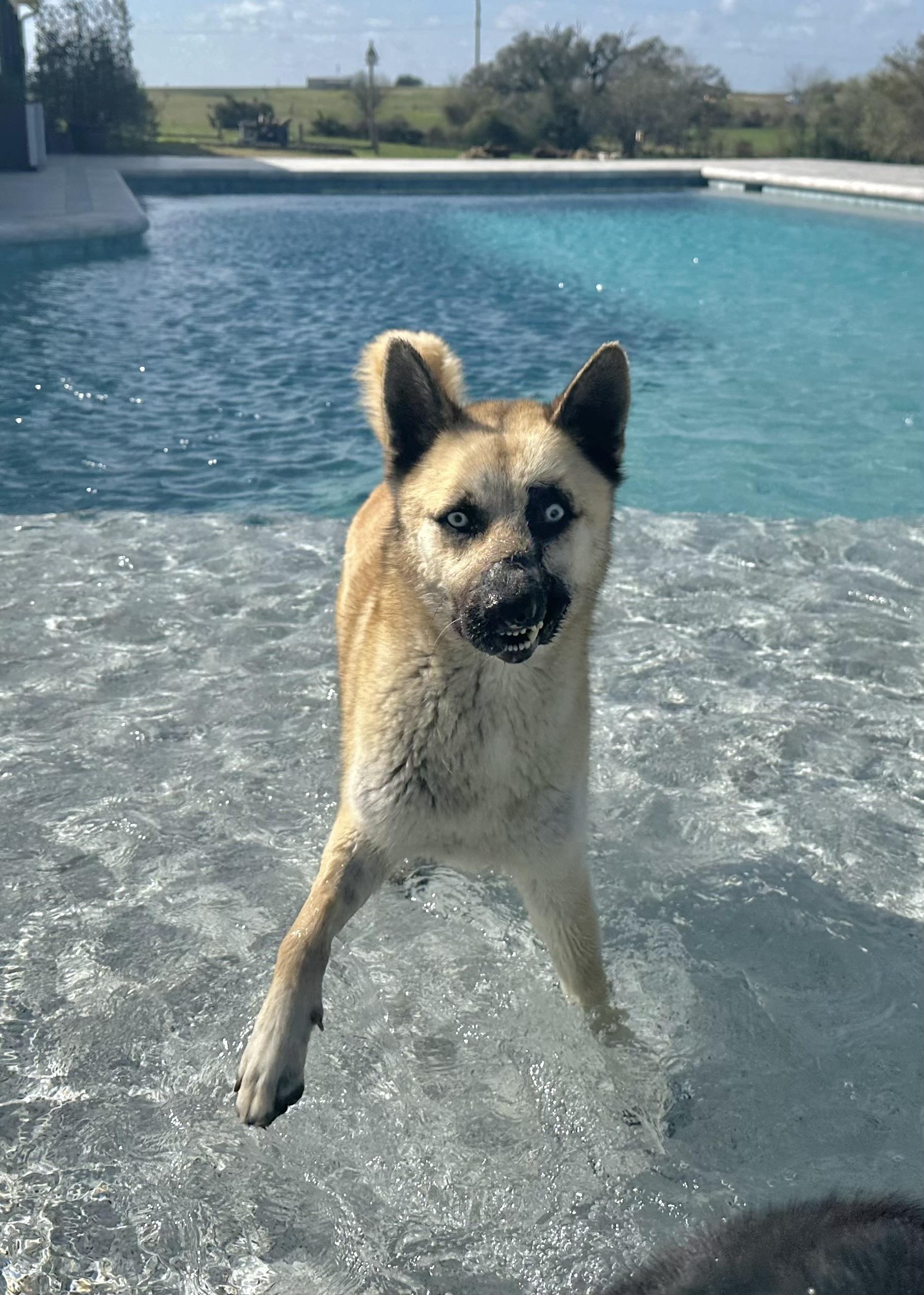 Kiera, ADOPTABLE, Young Female Husky.