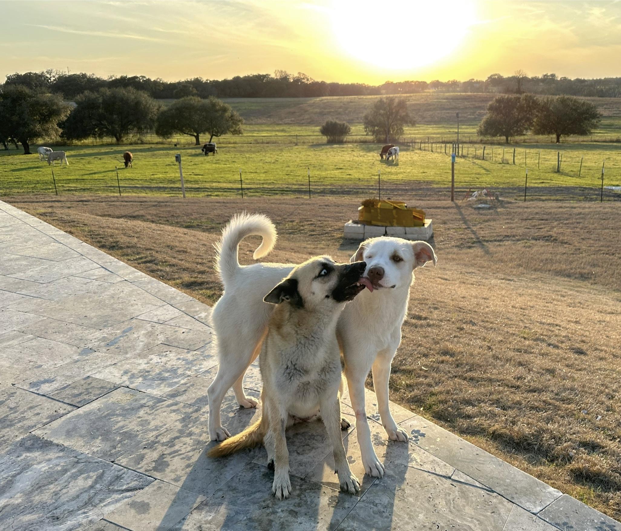 Enlarge Kiera, a ADOPTABLE mixed breed in West Islip, NY image 4/6