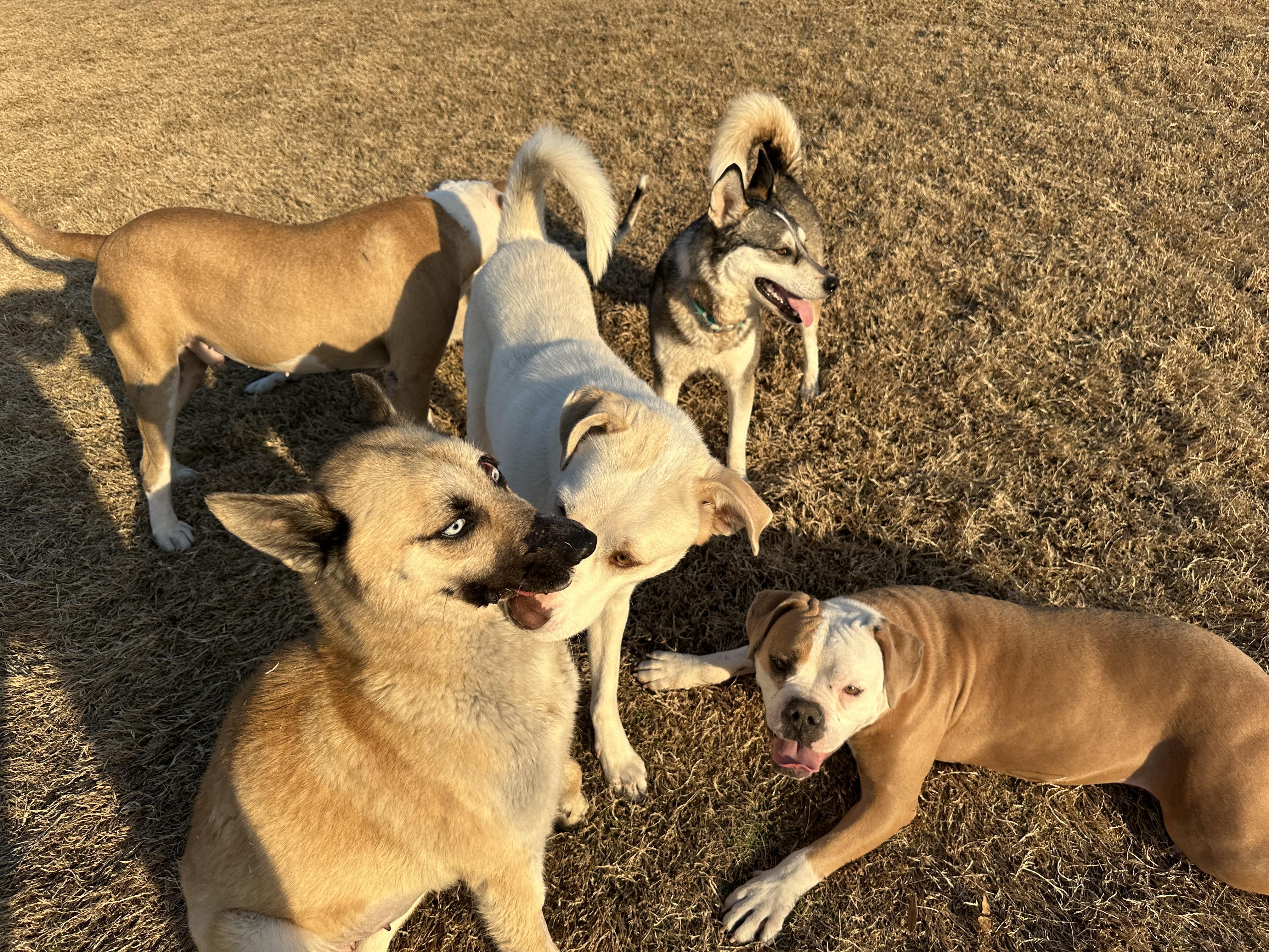 Enlarge Kiera, a ADOPTABLE mixed breed in West Islip, NY image 2/6