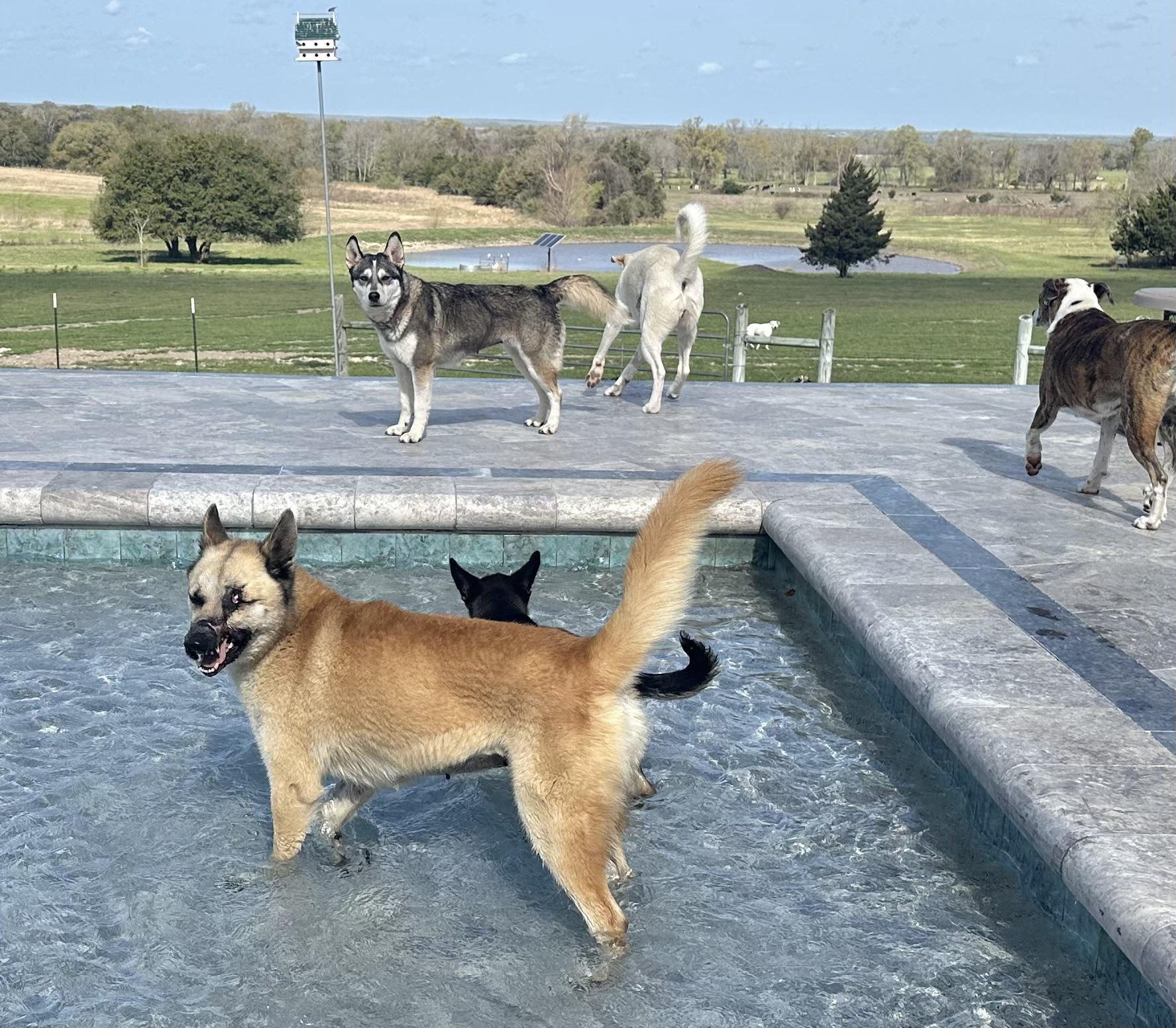 Enlarge Kiera, a Adoptable mixed breed in West Islip, NY image 3/6