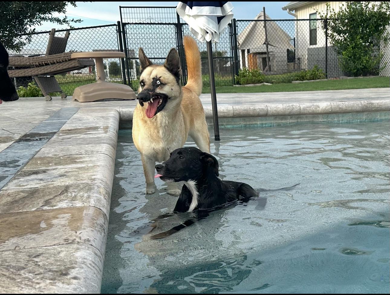 Enlarge Kiera, a ADOPTABLE mixed breed in West Islip, NY image 5/6