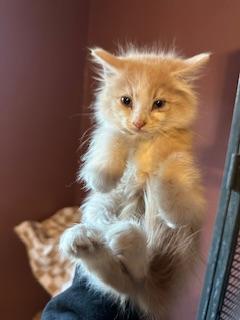 Hashbrown thumbnail 2