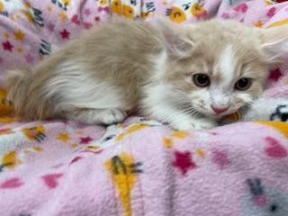 Hashbrown thumbnail 3