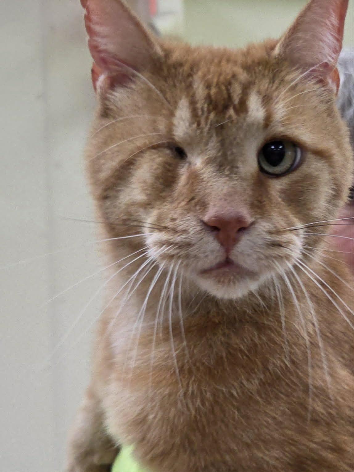 Enlarge Winkie, a Adopted mixed breed in Austin, MN image 1/2