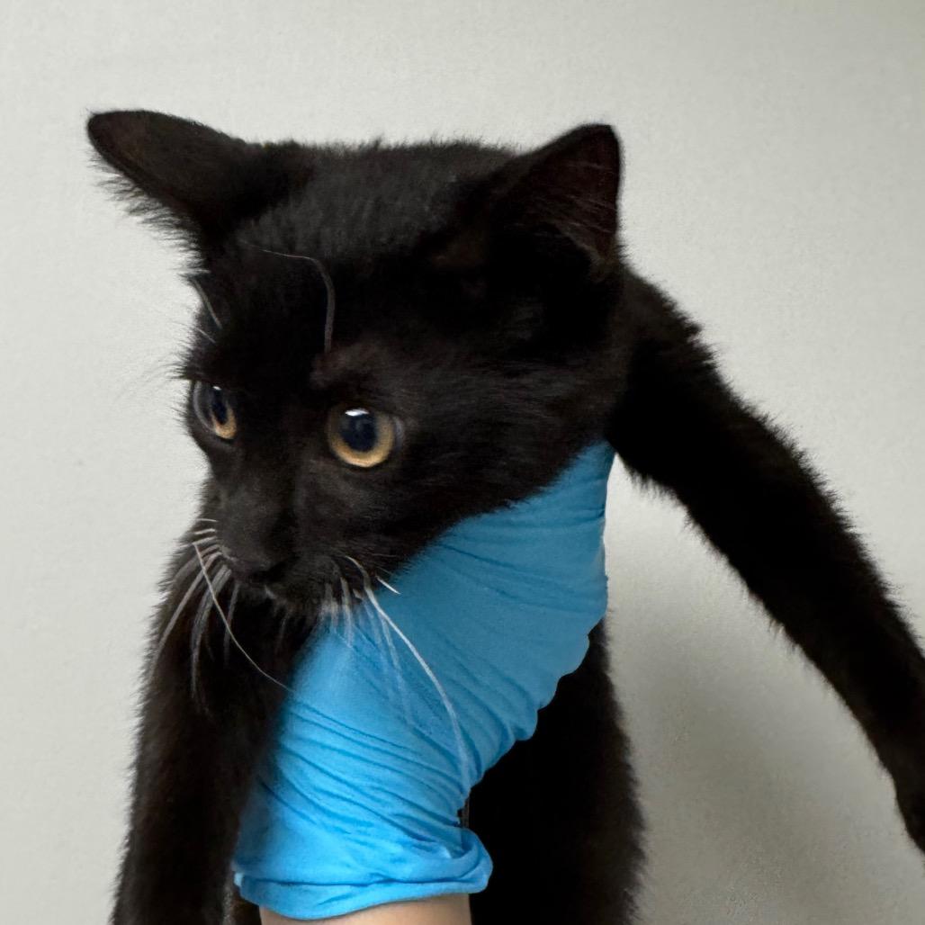 Pickle, Adoptable, Kitten Female Domestic Short Hair.