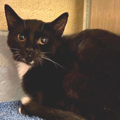 Enlarge Pickle, a Adoptable Domestic Short Hair in Concord, NC image 2/2