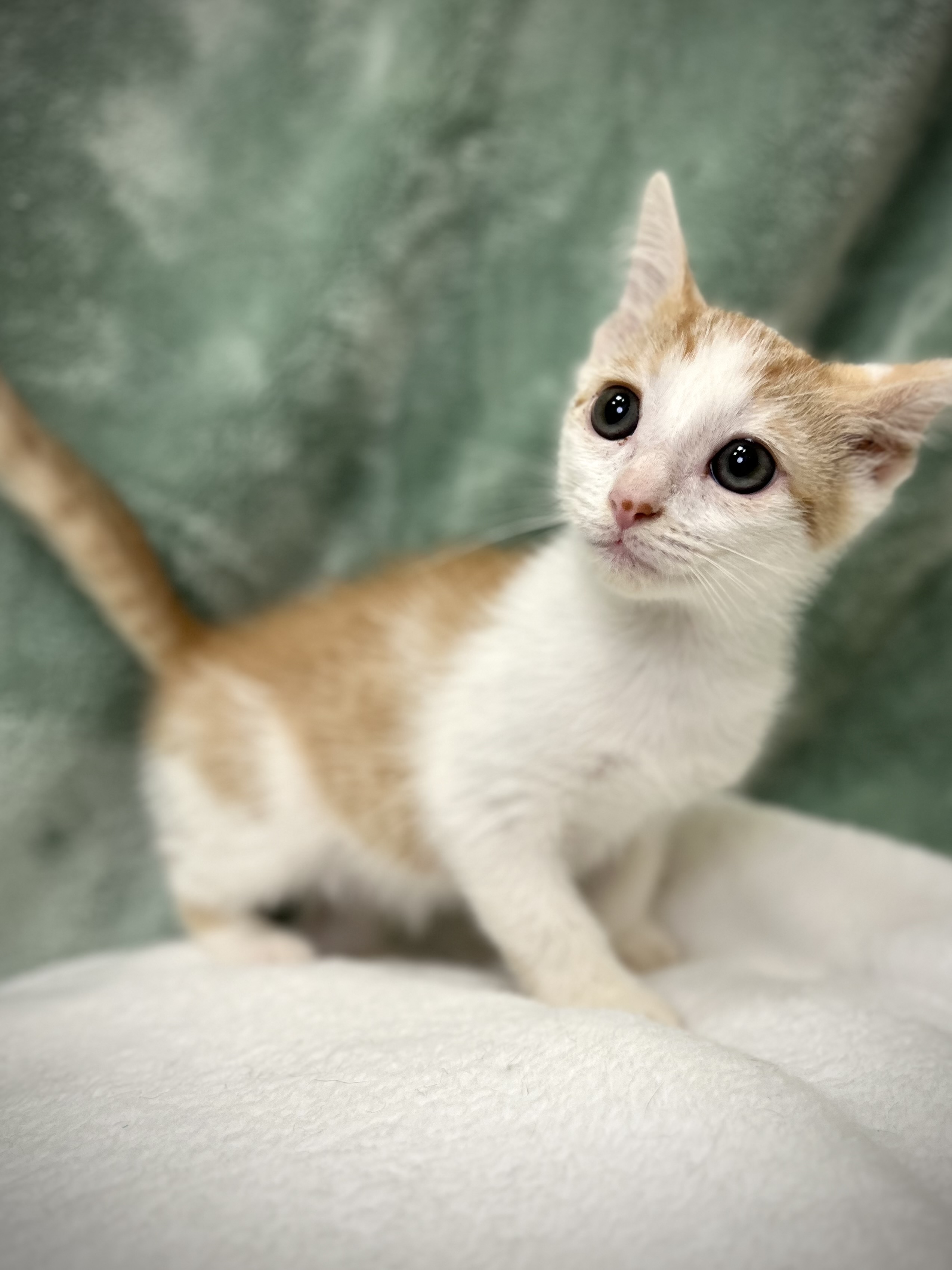 Caleb, a Adoptable mixed breed in Greensboro, NC image 3/5