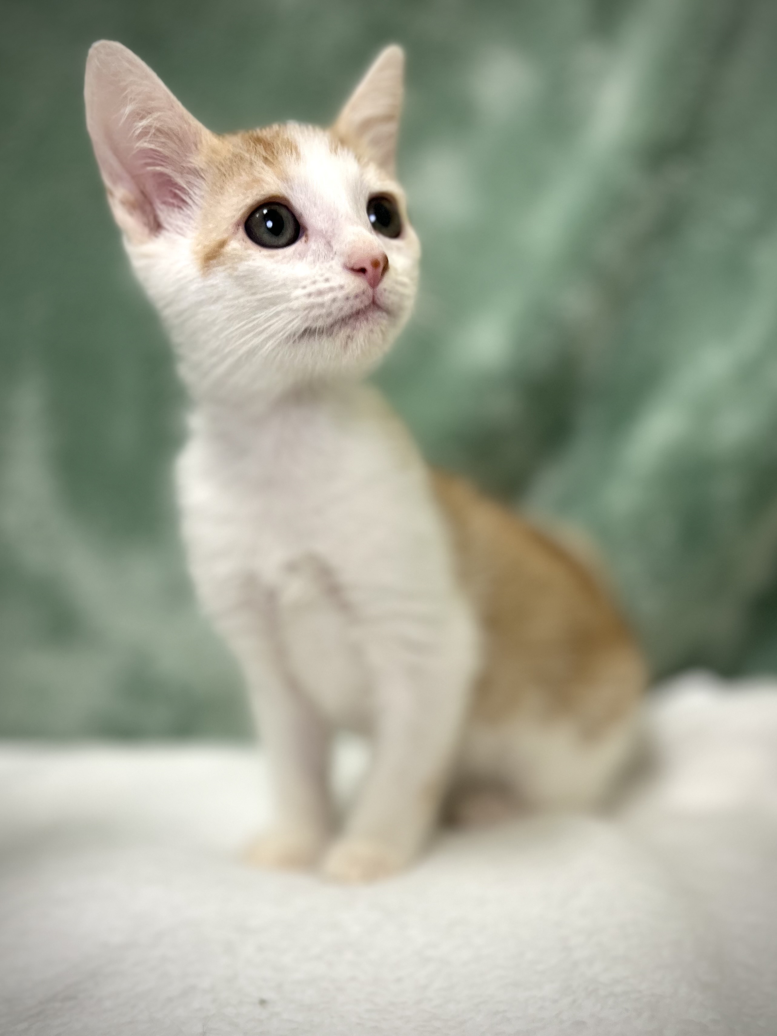 Caleb, a Adoptable mixed breed in Greensboro, NC image 4/5