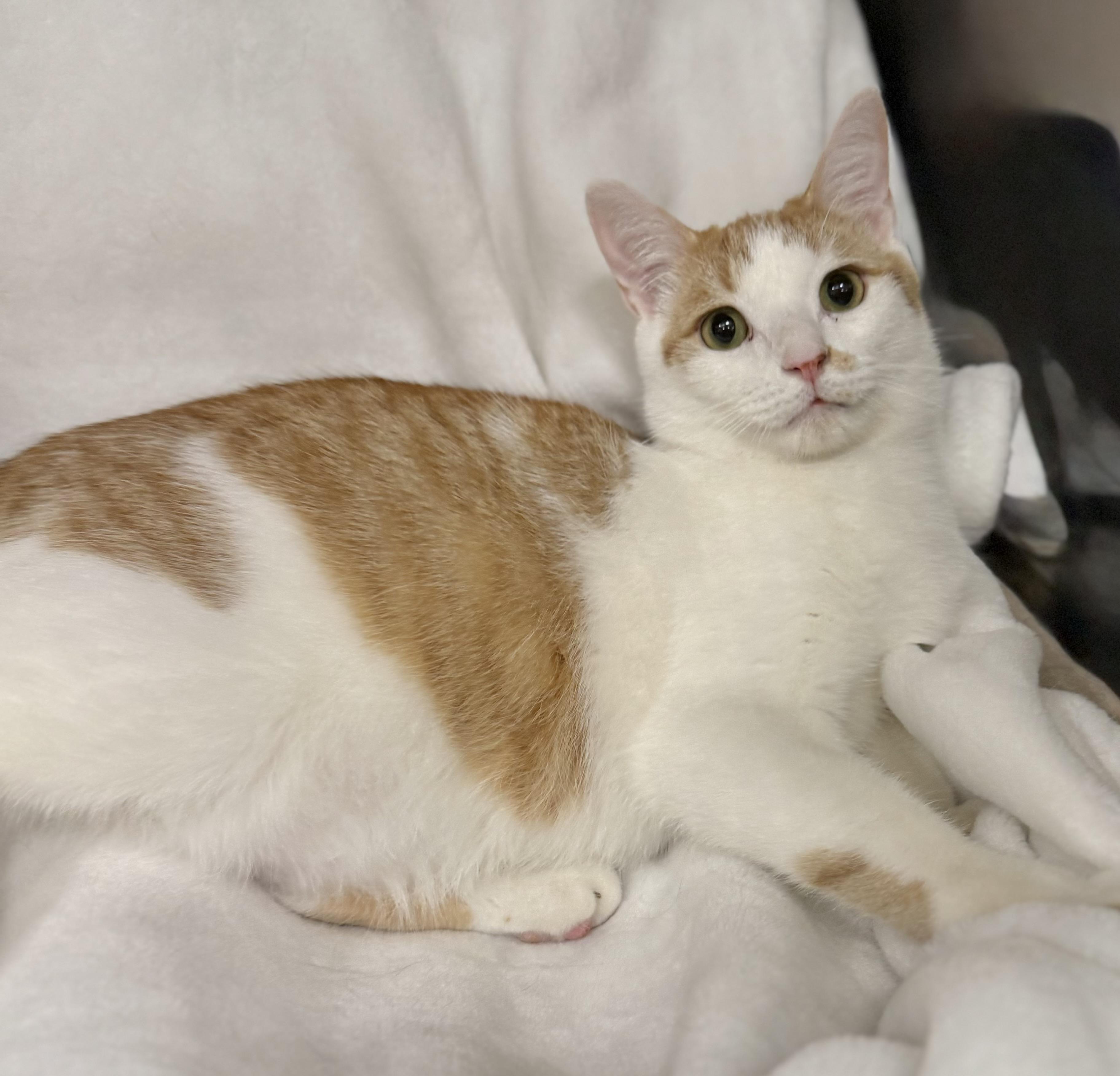 Caleb, a Adoptable mixed breed in Greensboro, NC image 2/5