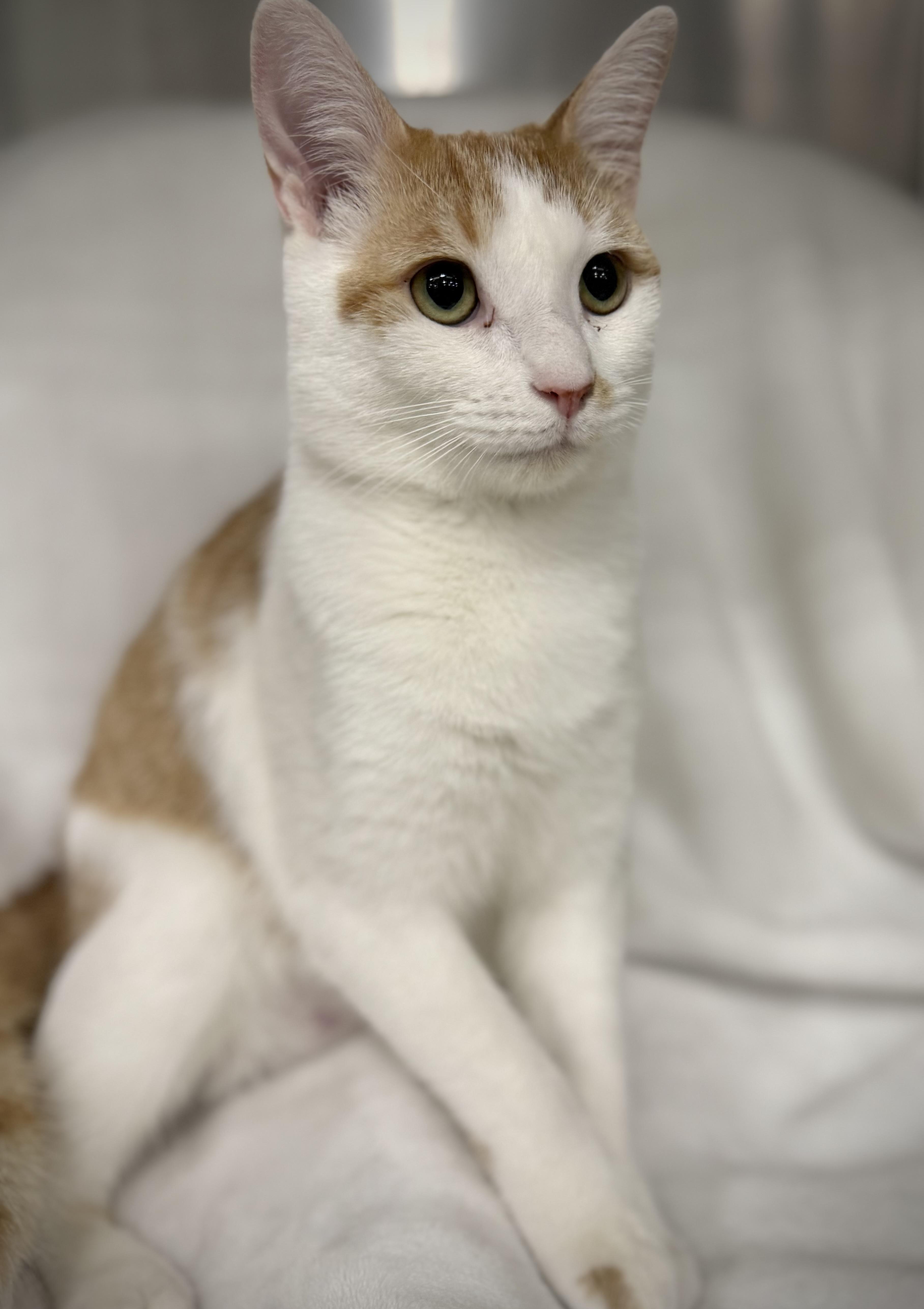 Caleb, Adoptable, Young Male Domestic Short Hair & Tabby.