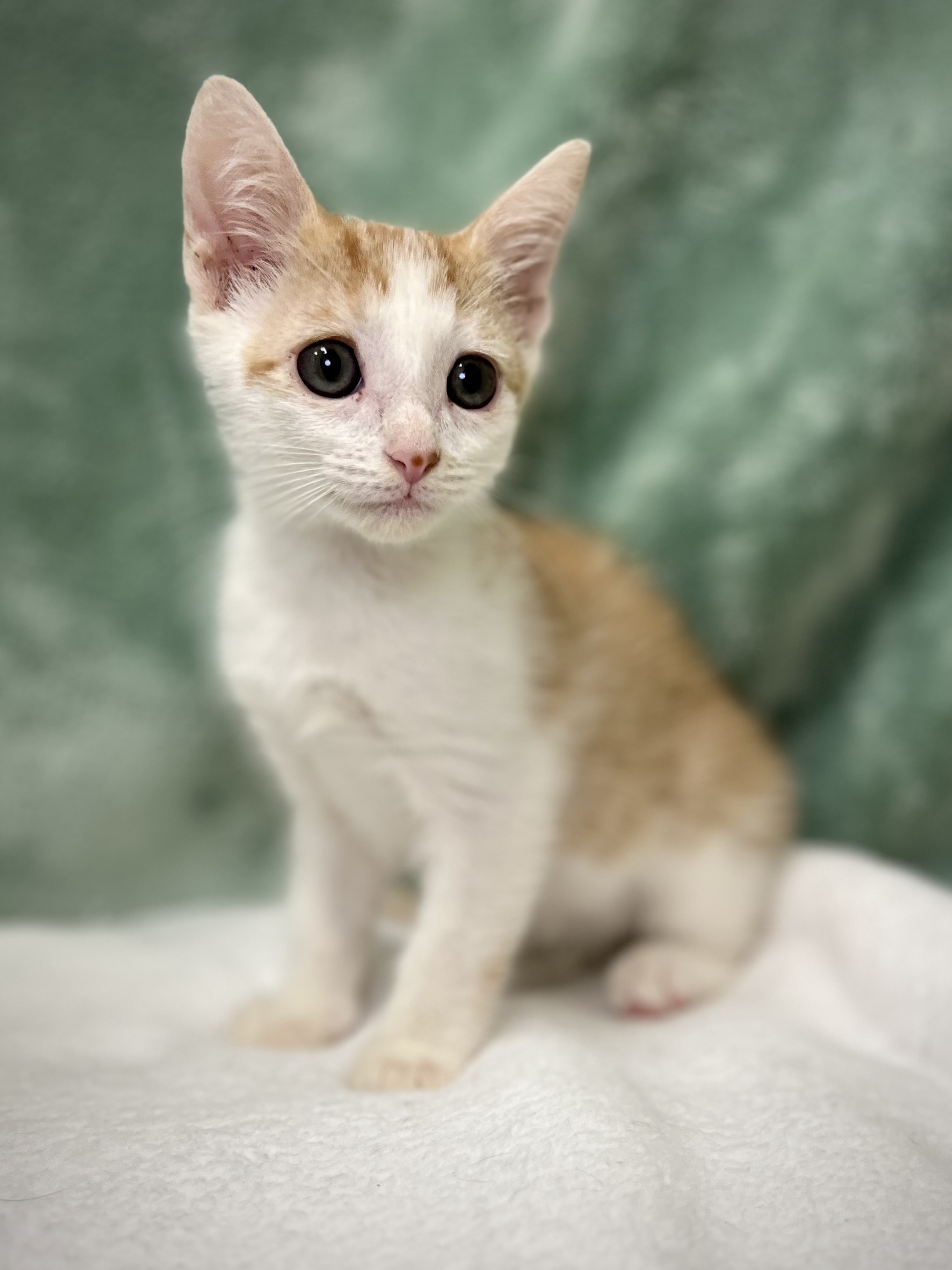 Caleb, a Adoptable mixed breed in Greensboro, NC image 5/5