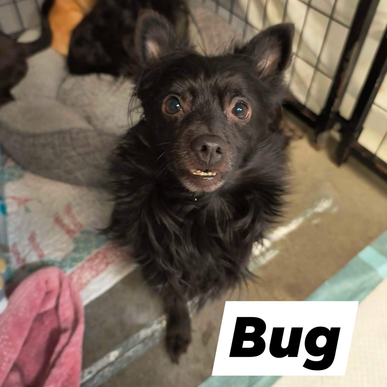 Bug, ADOPTABLE, Adult Male Chihuahua.