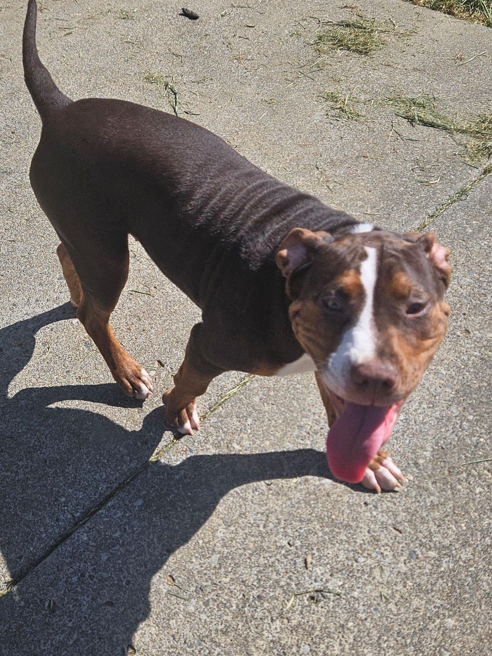 Enlarge Angel, a Adoptable mixed breed in Longview, WA image 1/2