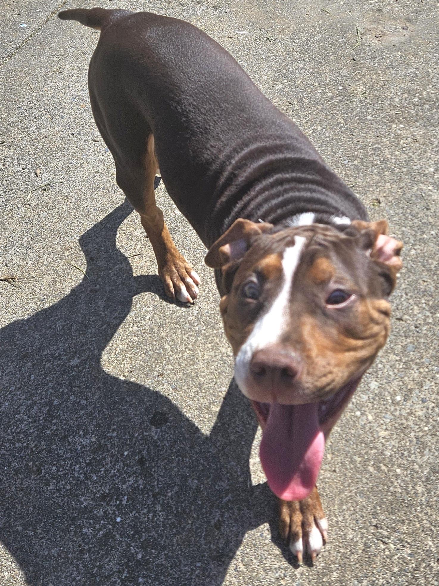 Enlarge Angel, a Adoptable mixed breed in Longview, WA image 2/2