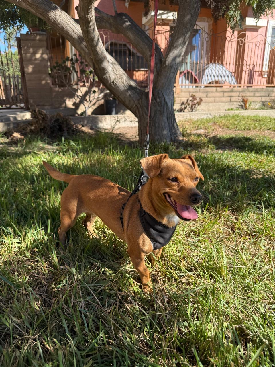 Enlarge Yuma, a Adoptable Chiweenie in San Diego, CA image 4/4