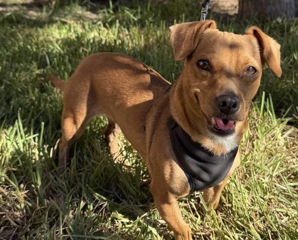 Enlarge Yuma, a Adoptable Chiweenie in San Diego, CA image 1/4