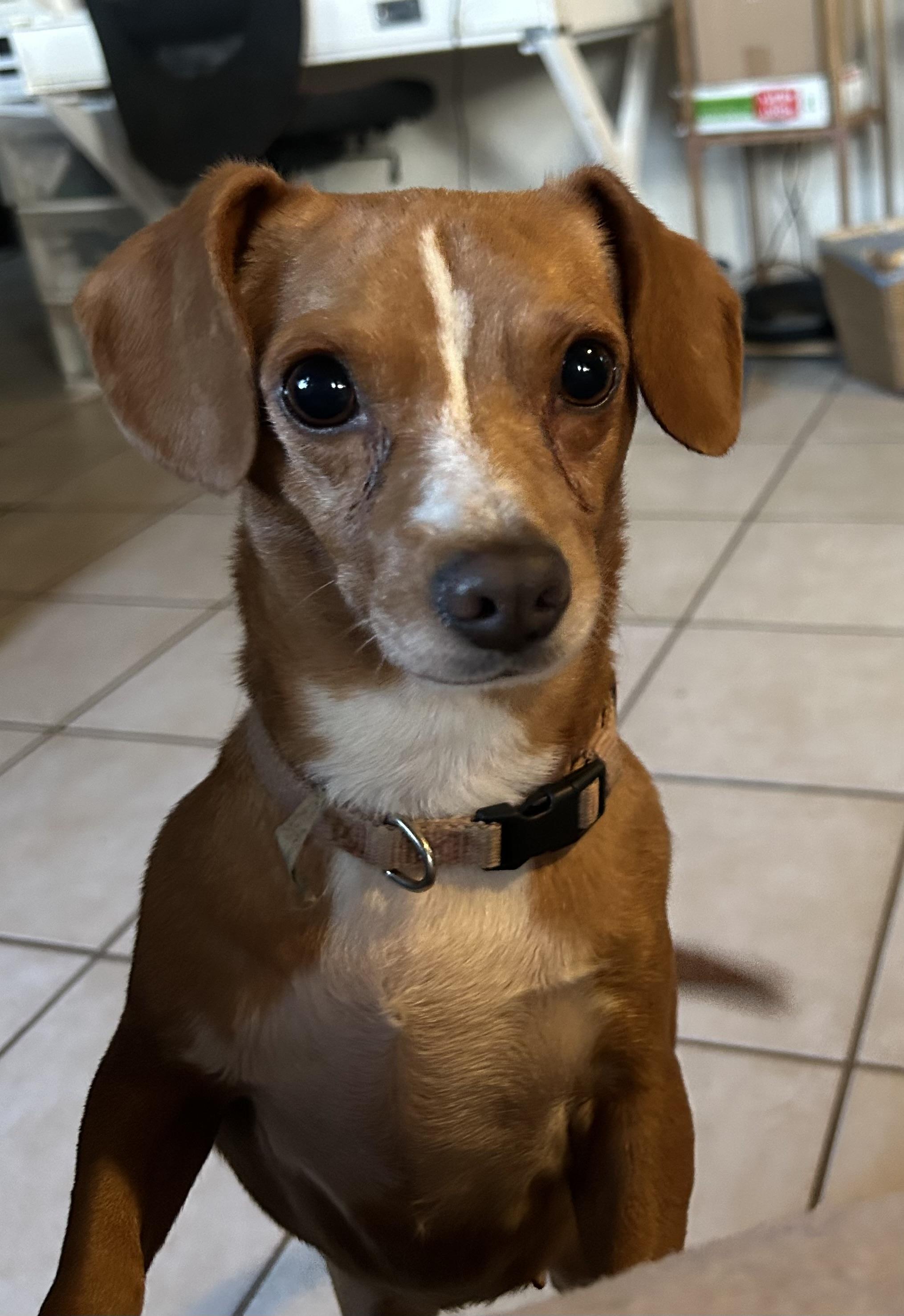 Enlarge Yuma, a Adoptable mixed breed in San Diego, CA image 5/5