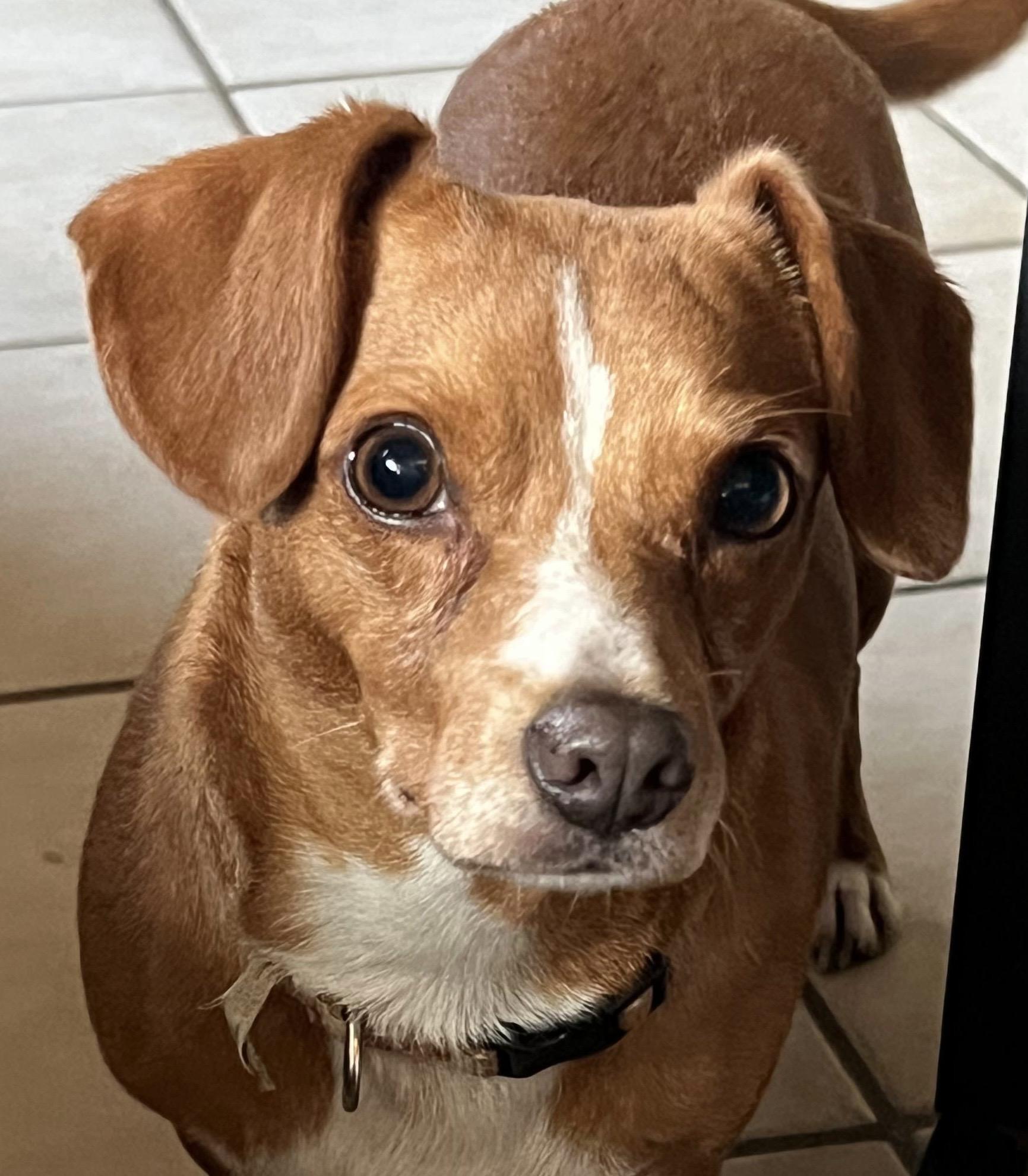 Yuma, Adoptable, Young Female Chiweenie & Jack Russell Terrier.