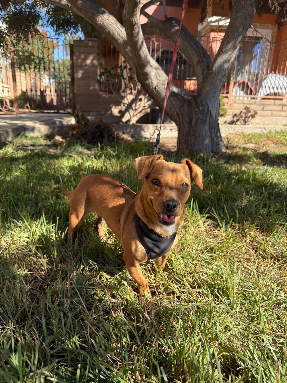 Enlarge Yuma, a Adoptable Chiweenie in San Diego, CA image 3/4