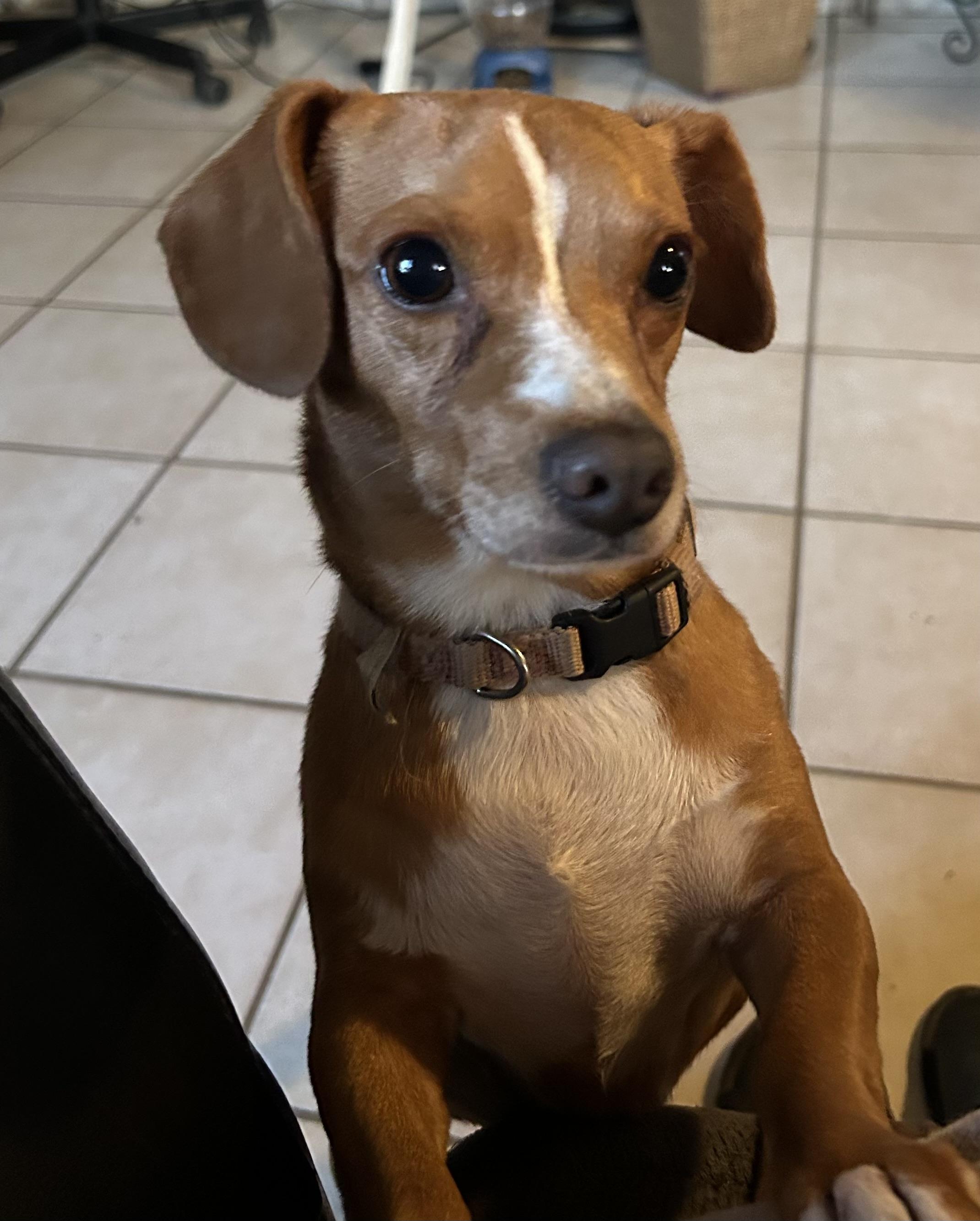 Enlarge Yuma, a Adoptable mixed breed in San Diego, CA image 2/5