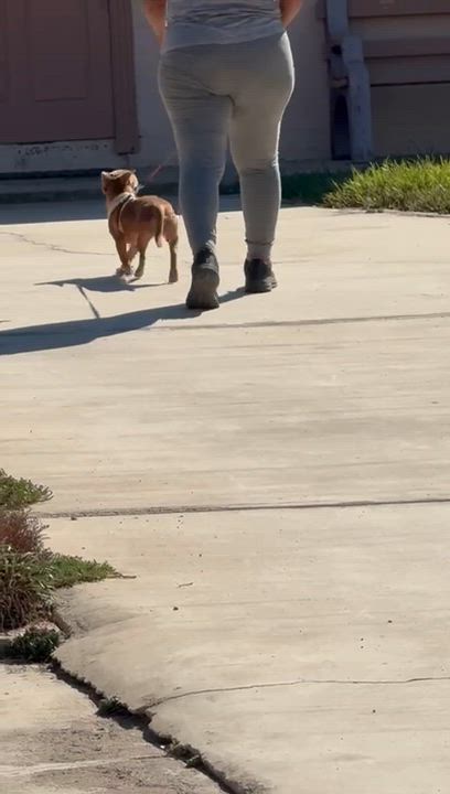 Enlarge Yuma, a Adoptable Chiweenie in San Diego, CA video 2/4