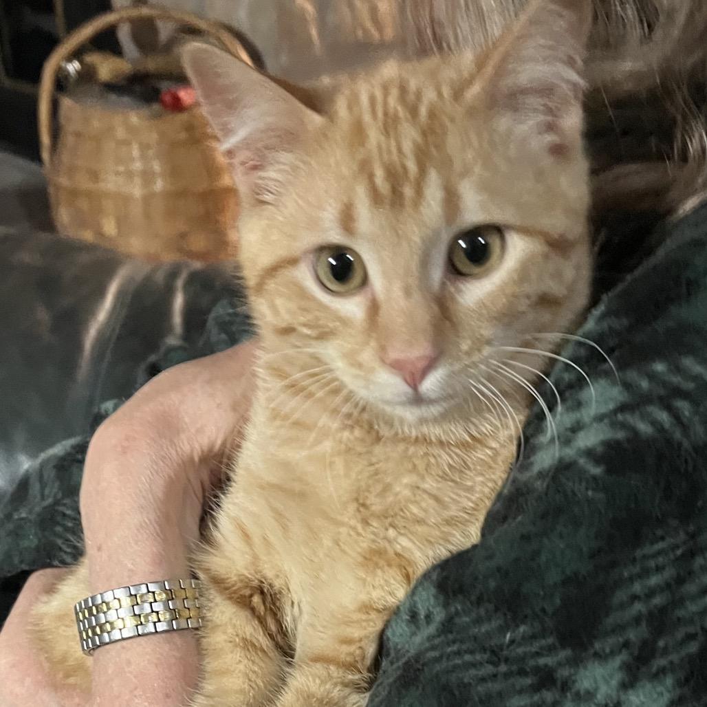 Enlarge Tango, a Adoptable Domestic Short Hair in Overland Park, KS image 1/5