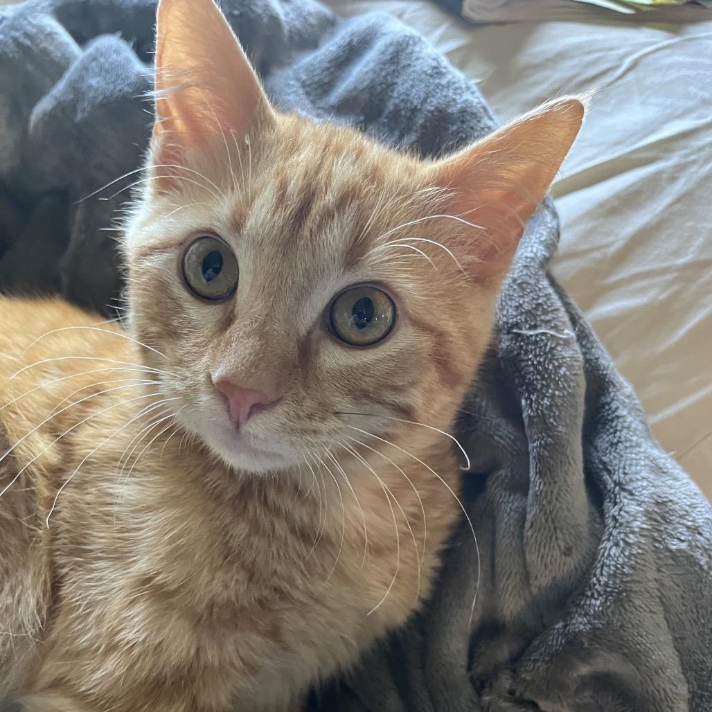 Enlarge Tango, a Adoptable Domestic Short Hair in Overland Park, KS image 2/5