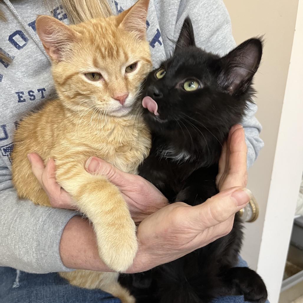 Enlarge Tango, a Adoptable Domestic Short Hair in Overland Park, KS image 3/5