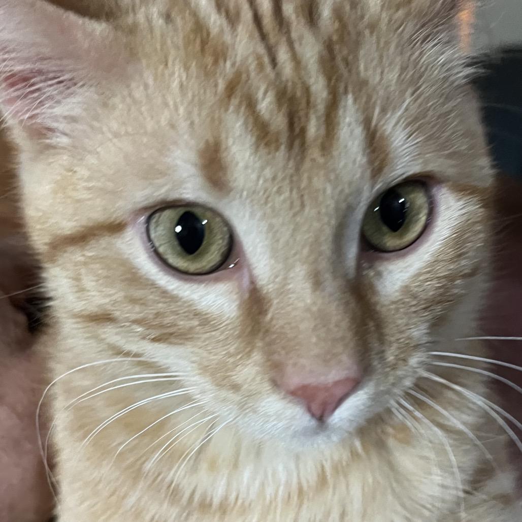 Enlarge Tango, a Adoptable Domestic Short Hair in Overland Park, KS image 4/5
