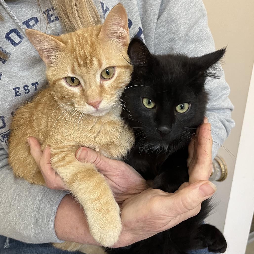 Enlarge Tango, a Adoptable Domestic Short Hair in Overland Park, KS image 5/5
