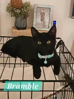 Bramble, Adoptable, Young Female Domestic Short Hair.