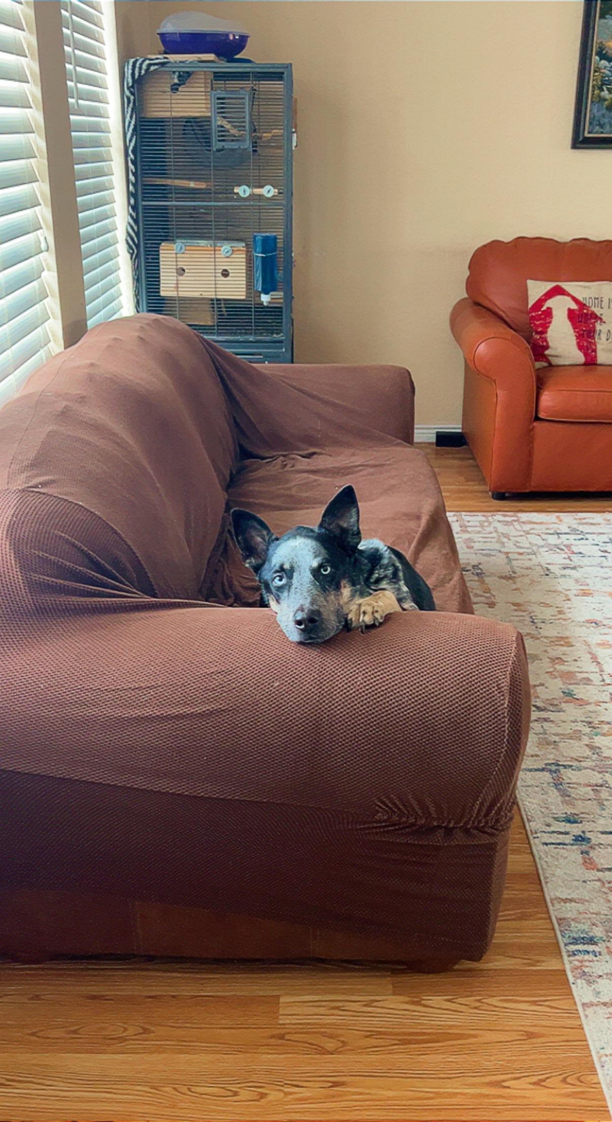 Enlarge Oliver, a ADOPTABLE mixed breed in Cortez, CO image 4/6