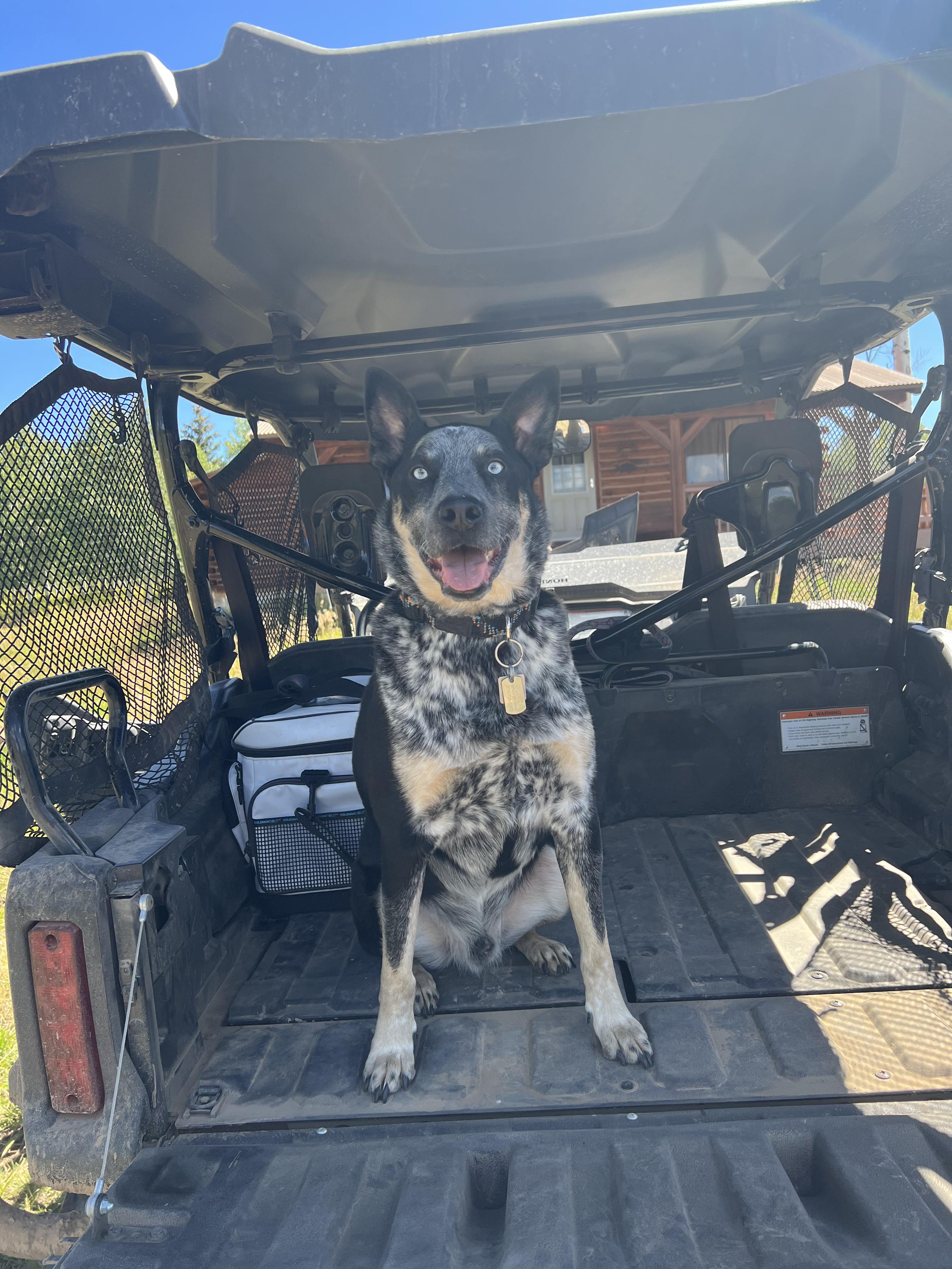 Enlarge Oliver, a ADOPTABLE mixed breed in Cortez, CO image 6/6
