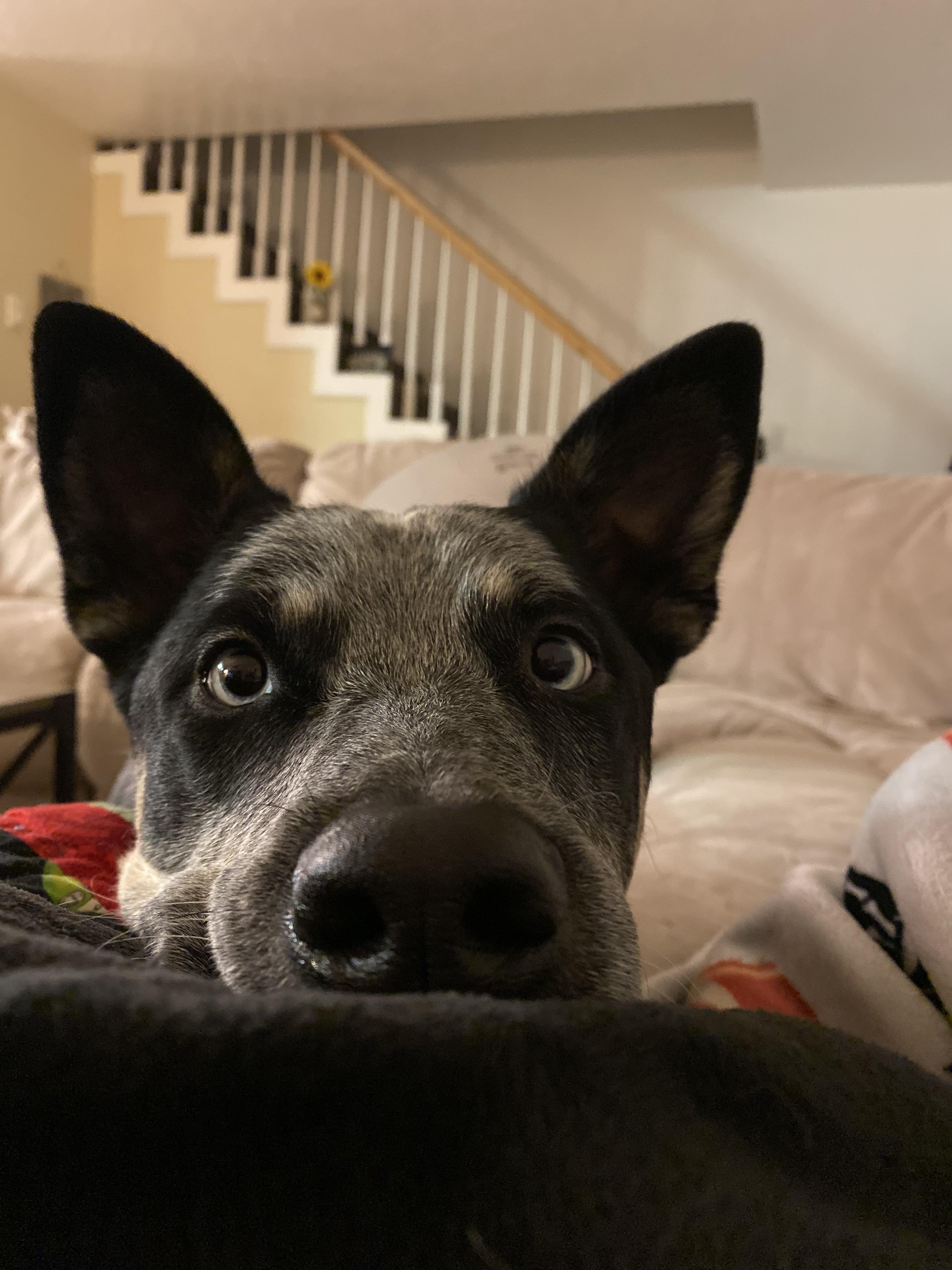 Enlarge Oliver, a ADOPTABLE mixed breed in Cortez, CO image 2/6