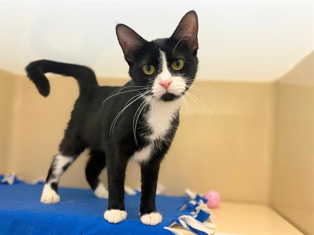 LULLABYE, Adoptable, Young Female Domestic Short Hair.