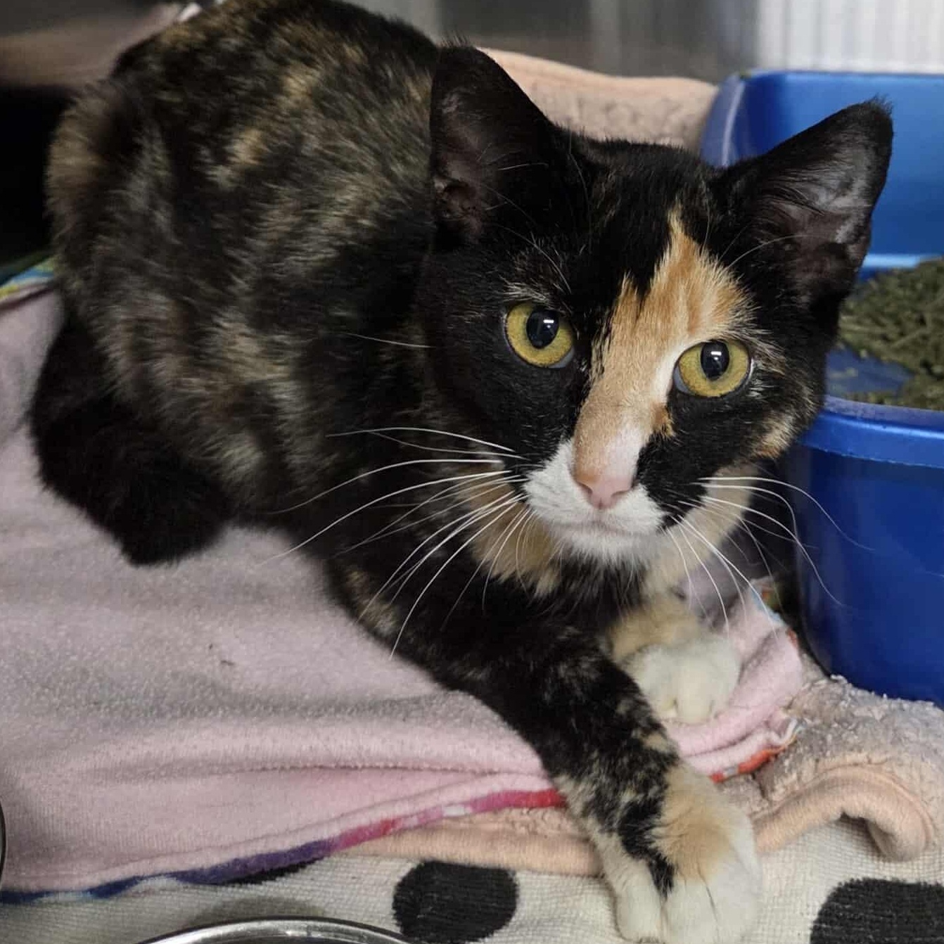 Pinwheel, an adoptable Domestic Short Hair in Medford, OR, 97501 | Photo Image 1