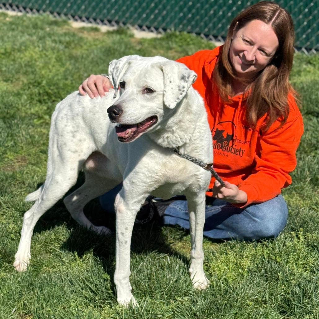 Vinnie, Adoptable, Senior Male Mixed Breed.
