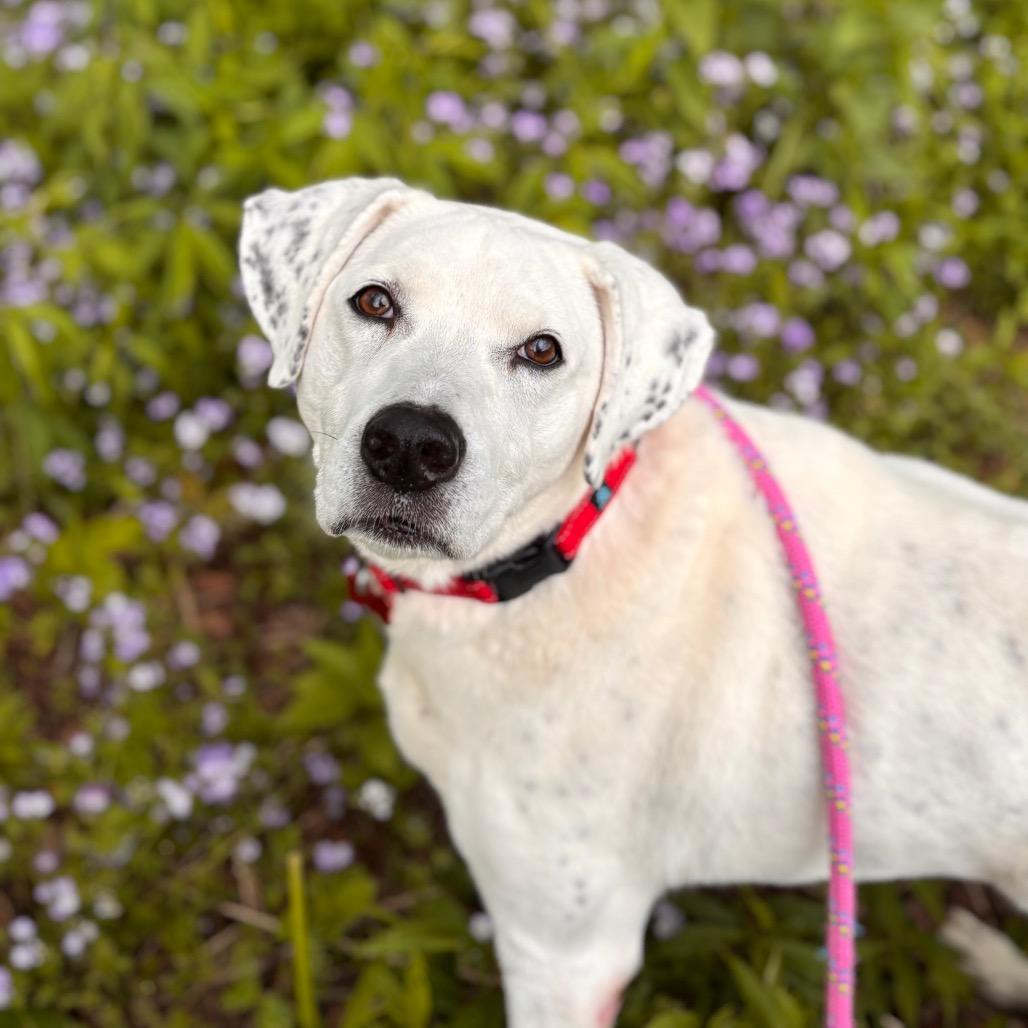 Enlarge Vinnie, a Adoptable Mixed Breed in Nashville, IN image 2/5