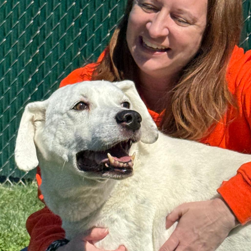 Enlarge Vinnie, a Adoptable Mixed Breed in Nashville, IN image 5/6